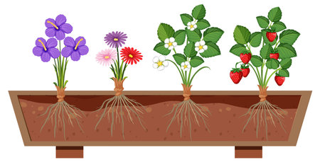 Set of different plant roots growing in soil illustrationのイラスト素材