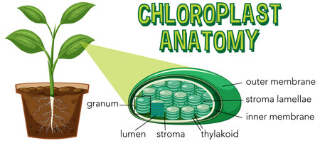 Diagram of Chloroplast Anatomy for Biology and Life Science Education illustrationのイラスト素材