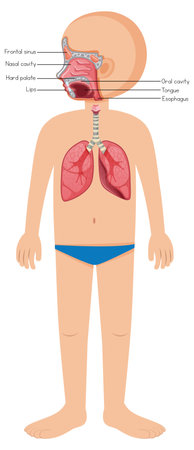 Human anatomy diagram cartoon style illustrationのイラスト素材