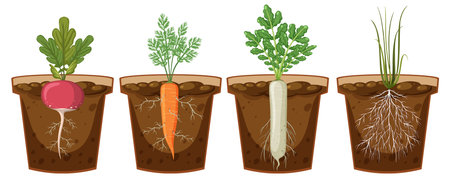 Set of different plant roots growing in soil illustrationのイラスト素材