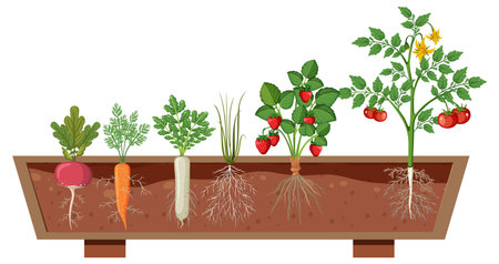 Set of different plant roots growing in soil illustrationのイラスト素材
