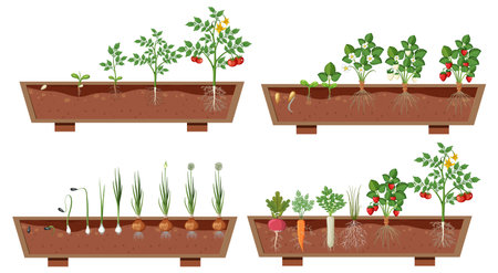 Set of different plant roots growing in soil illustrationのイラスト素材