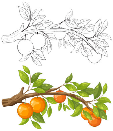 Vector cartoon illustration of an orange tree branch for colouringのイラスト素材