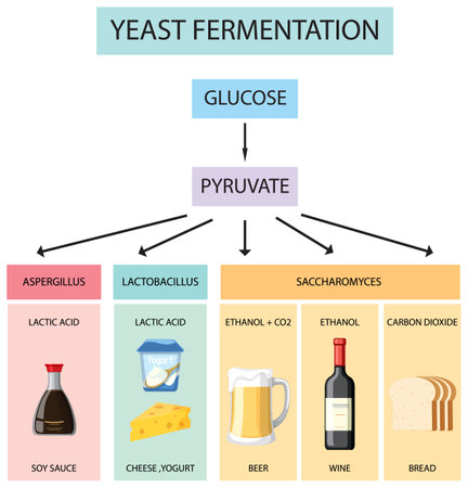 Illustrated infographic explaining yeast fermentation and its productのイラスト素材