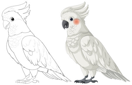 Artistic depiction of a cockatoo in two poses.のイラスト素材