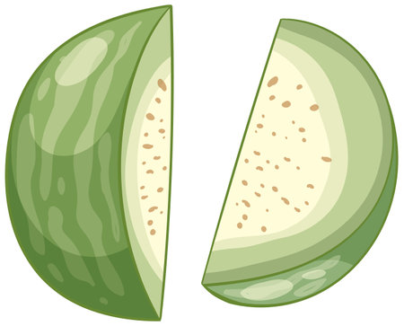 Vector illustration of a sliced green melon with a detailed texture and vibrant colors, highlighting its fresh and juicy appearanceのイラスト素材