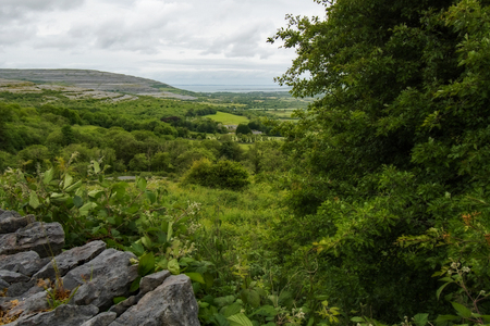 Irish Pastureの写真素材