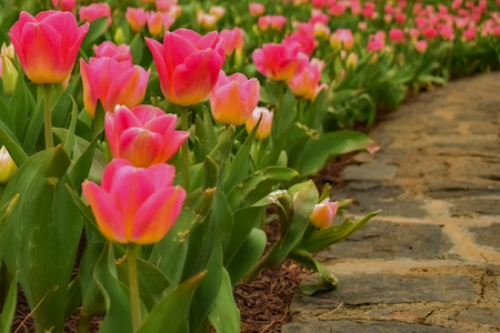 Close Up Tulip Gardenの写真素材