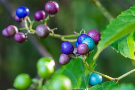 Colorful Berries in the Parkの写真素材