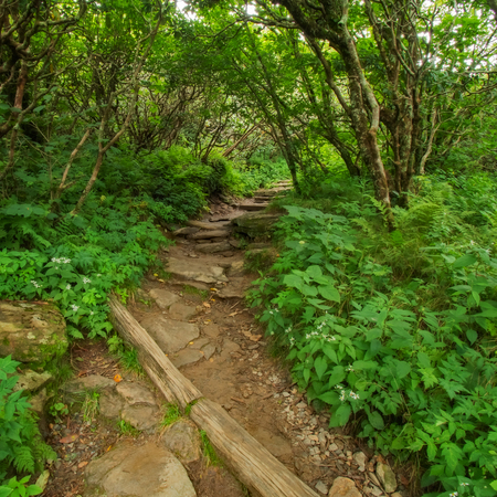 Hidden Pathway in the Forestの写真素材