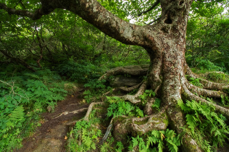 Gnarly Tree at Craggy Gardensの写真素材
