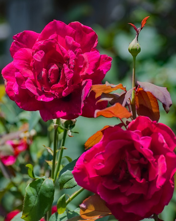 Roses in the Gardenの写真素材
