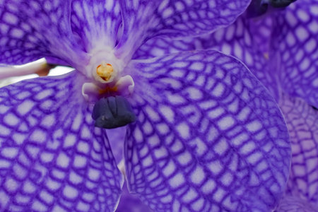 Purple Flowers