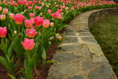 Tulip Garden at the Arboretumの写真素材