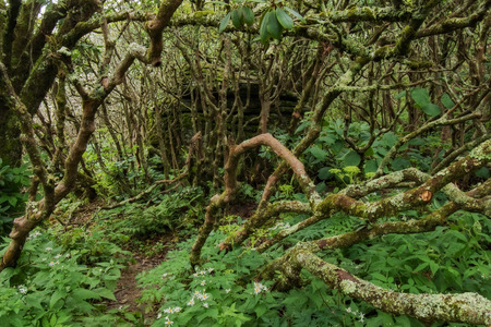 Twisted Trees in the Forestの写真素材