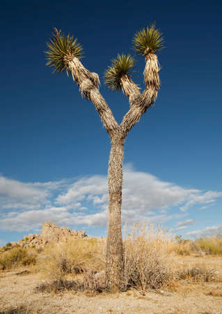 Tall Joshua Treeの写真素材