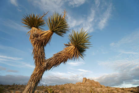 Joshua Treeの写真素材