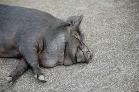 Sleeping Wild Boar Close-upの写真素材