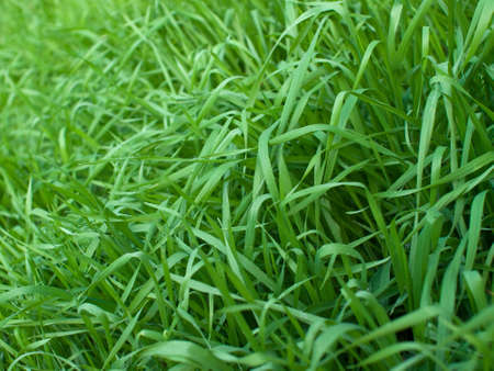 Lush Green Grassの写真素材