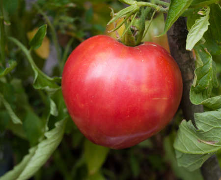 Oxheart Heirloom Tomatoの写真素材