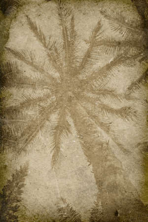 Vintage Palm Tree Imprint Backgroundの写真素材