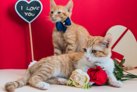 Bouquet of red and white roses, with a blackboard heart with the message "Happy Valentine's Day" written in chalk, against a red background.の写真素材