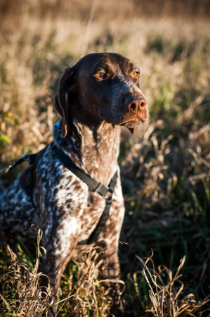 a purebred pointer dog in a field