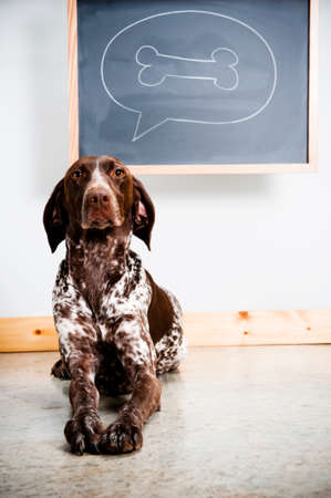 a dog thinking about a boneの写真素材