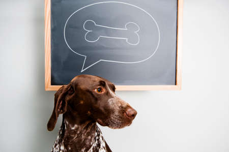 a dog thinking about a boneの写真素材