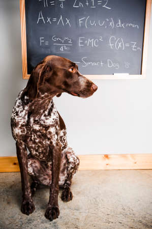 a dog sitting in front of math equationsの写真素材