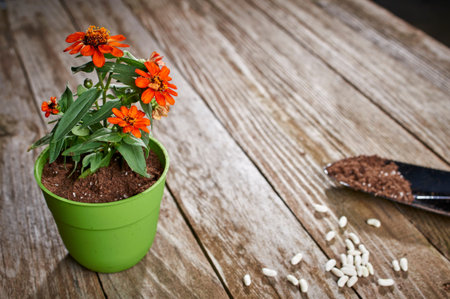 a flower pot and seeds on a deckの写真素材