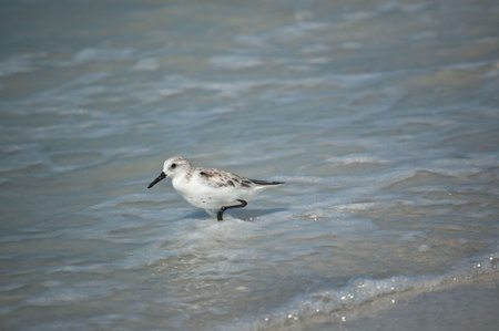 A Sanderling (Calidris alba) wades through the water on a Florida beach.の写真素材