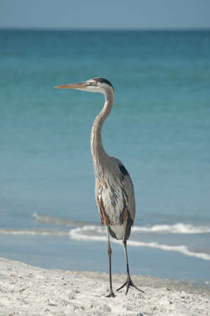 A Great Blue Heron stands on the sand with blue sky and ocean in the background.の写真素材