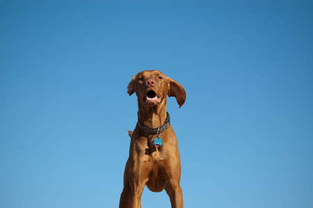 A Hungarian Vizsla (Magyar Vizsla) dog stands against a deep blue sky.の写真素材