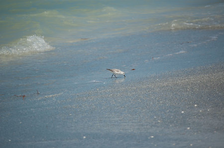 A Sanderling (Calidris alba) feeds in the shallow  waters of a Florida beach.の写真素材