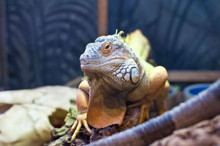 A bearded dragon on display.の写真素材