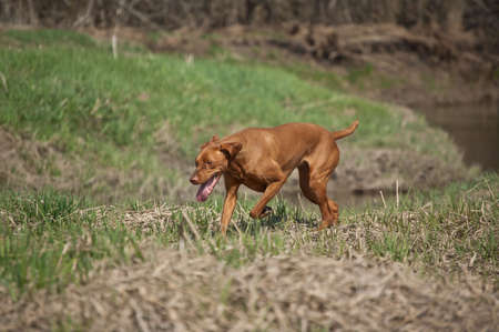 A Hungarian Vizsla dog runs through a grassy field in the spring.の写真素材