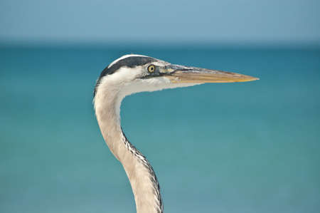 The head and neck of a Great Blue Heron in profile at a Florida beach.の写真素材