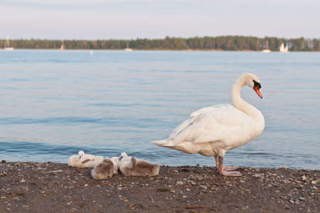 A mute swan stands and guards four cygnets on a beach on Lake Ontario.の写真素材