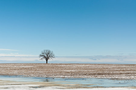 A solitary tree stands in a farm field with ice in the foreground and a deep blue sky with clouds...