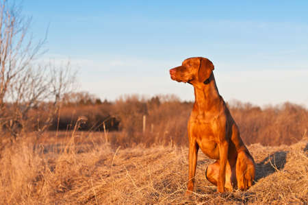 A portrait of a sitting Vizsla dog in a field the spring. A portrait of a sitting Vizsla dog in a field the spring.