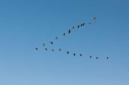 A flock of Canada Geese (Branta canadensis) flies in V-formation.の写真素材