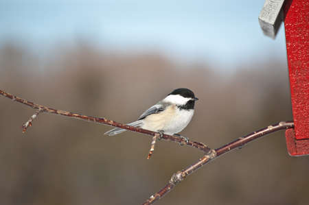 A Black-capped Chickadee (Poecile atricapillus) perches on a branch sticking out of a birdhouse.の写真素材