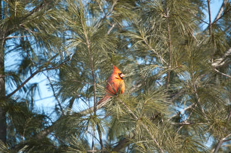 A male Northern Cardinal perches in the branches of an evergreen tree with blue sky in the background.の写真素材
