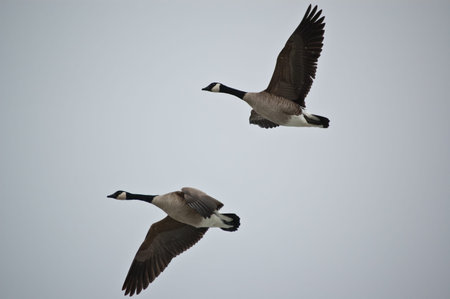 A pair of Canada Geese (Branta canadensis) fly through a grey sky.