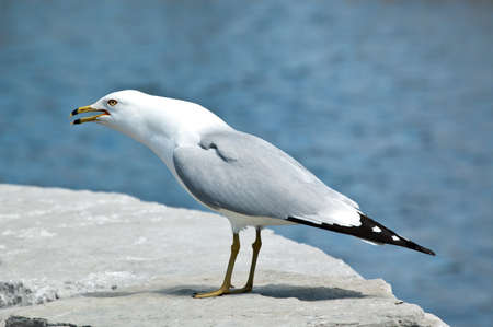 A noisy Ring-billed gull stands screeching on a rock with a blue pond in the background.の写真素材