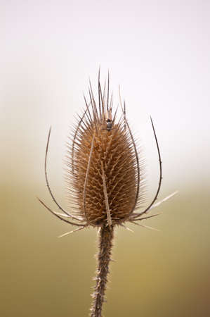 A teasel comb in spring with an insect climbing on it.の写真素材