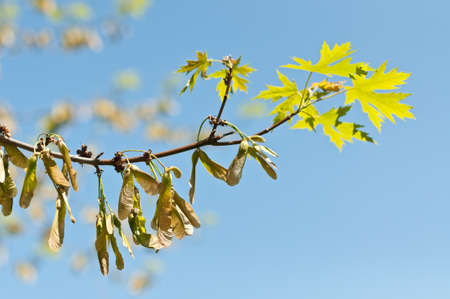Maple keys (samaras) and leaves grow on a branch in the springtime.の写真素材