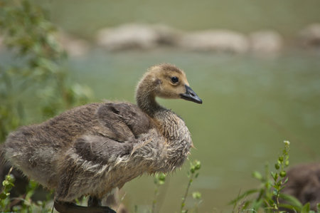 A young Canada gosling (Branta canadensis) sits in the grass.の写真素材