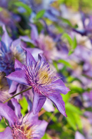 A close-up of a purple clematis flower with others in the background. Selective focus.の写真素材